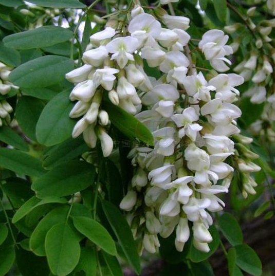 http://www.bahcemarketi.com/akasya-tohumu.php