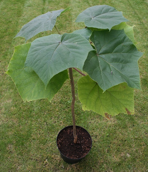 http://www.bahcemarketi.com/cin-kavagi-tohumu.php