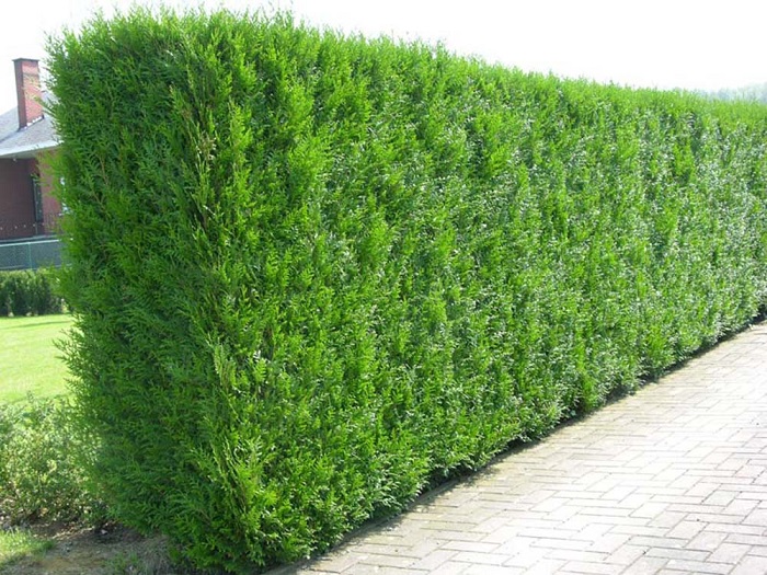 http://www.bahcemarketi.com/cit-mazi-tohumu.php